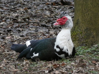 Perlhuhn im Park