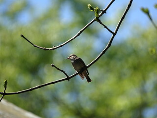 spotted flycatcher (Muscicapa striata)