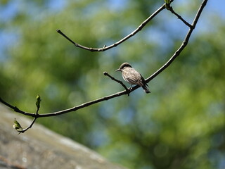 spotted flycatcher (Muscicapa  striata)