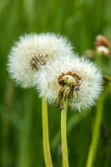 Withered Dandelions in the Meadow. Green spring meadow with dandelions in sunlight. Spring meadow. Latin name: Taraxacum officinale