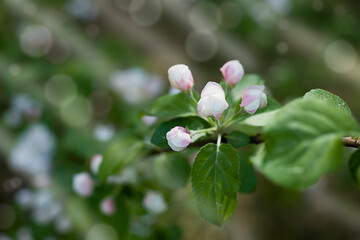 Apple tree branch with flowers. Spring flower background.