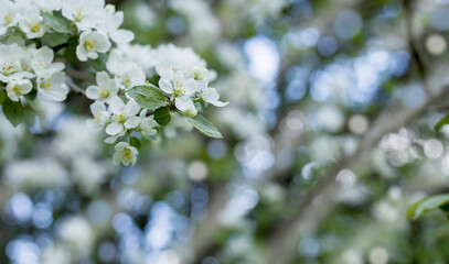 Apple tree branch with flowers. Spring flower background.
