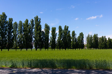 Obraz premium Italian cultivation field of wheat ceral at sunset