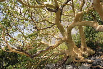 old arbutus tree