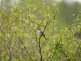 Eastern Wood Pewee