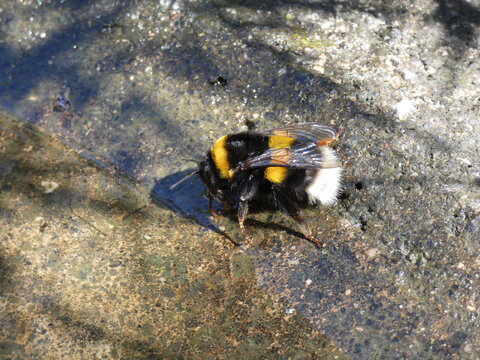 Hummel an der Wassertr&auml;nke