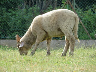Obraz na płótnie Canvas sheep domestic animal wool milk beautiful grass meat