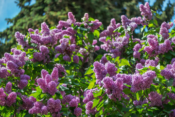  Lilac is a luxurious shrub, extremely hardy, which grows well outdoors both in the south and in the north of Europe and adorns gardens with large inflorescences in spring.
