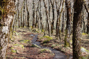 Obraz premium beautiful forest of trees rivers waterfalls water green moss moisture