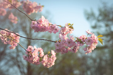 Blooming tree flowers against sunny blue sky background. Cherry tree in full bloom. Blossoming lush branches with pink flowers. Beautiful garden. Park nature in spring. Close up, selective focus