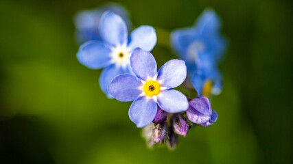 Forget-me-not flowers growing in the wild