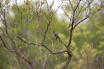 Gray Catbird