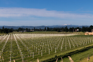 Fototapeta na wymiar Wine grapes growing field, Parma, Bologna, area. Italy