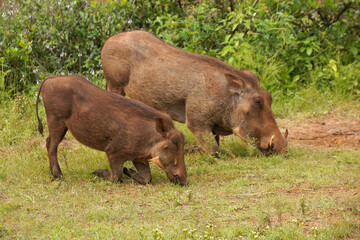 Savanna warthogs kneel to graze in Kenya