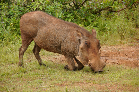 Savanna warthog kneels to graze in Kenya