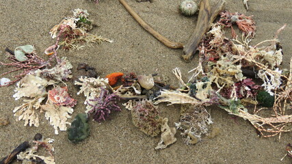 Seaweed and stick sandy beach