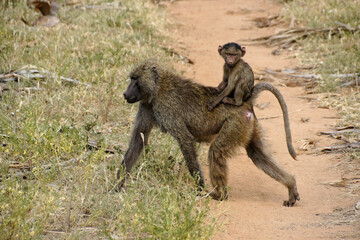 Young olive (savanna, anubis) baboon riding on mother's back, Samburu Game Reserve, Kenya