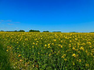 Farben der Felder und Wiesen im Frühling in der Uckermark