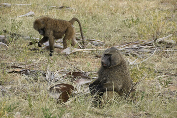 Olive (savanna, anubis) baboons, Samburu Game Reserve, Kenya