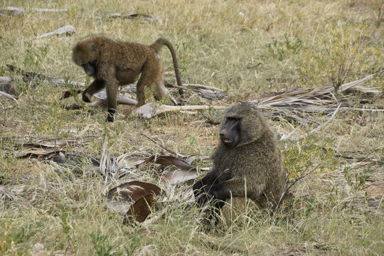 Olive (savanna, anubis) baboons, Samburu Game Reserve, Kenya - Powered by Adobe