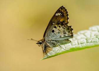 Butter fly sitting on a leafe with blurred backgroun. Macro Photography of a butterfly with details