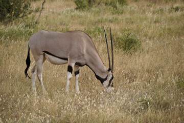 Beisa oryx grazing, Samburu, Kenya