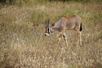 Beisa oryx calf, Samburu Game Reserve, Kenya