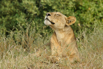 Lioness sniffing the air, Samburu Game Reserve, Kenya