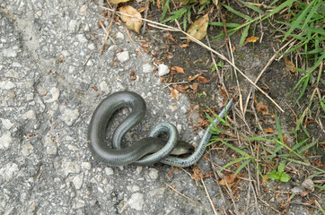 Slow worm on the asphalt
