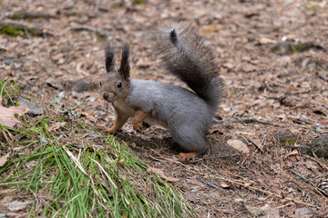 Cute grey squirrel sits on land in a spring forest