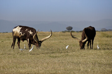 Ankole-Watusi longhorn cattle grazing, Ol Pejeta Conservancy, Kenya (birds are cattle egrets)