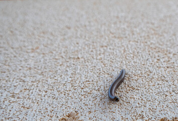 Insect, species of millipede Cylindroiulus caeruleocinctus.