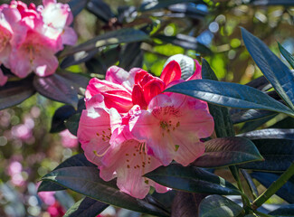  Rhododendron-Blüten