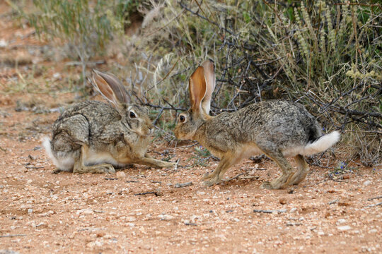 African hares (Cape hares) courting, Samburu Game Reserve, Kenya