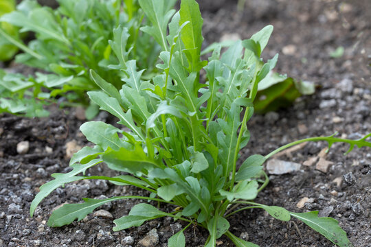 Junger Rucola im Beet im Gaten