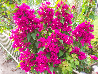 Fototapeta na wymiar Bougainvillea flower in the garden.
