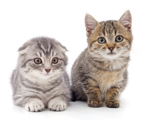 Gray and brown kitten.
