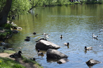 ducks on the lake