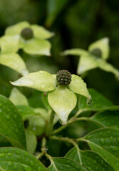 Water Droplets on a Flower