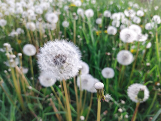 Dandelion clocks in the green meadow, close up with a selective focus