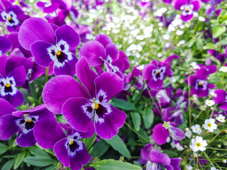 Floral background with violet pansies, close up