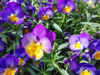 Poster Close-up van violet-gele viooltjes in de tuin, lente bloemen achtergrond © Frischschoggi