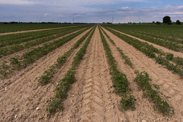 Fototapeta na wymiar Tomato plantation in parallel rows for the food industry, Italy