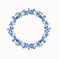 A wreath of blue aquilegia flowers, watercolour