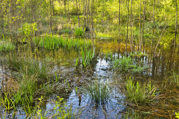 Forest swamp in spring