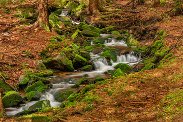 Skrivan color creek in Krusne mountains in spring morning after rain