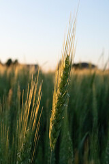 Fototapeta premium Italian cultivation field of wheat ceral at sunset