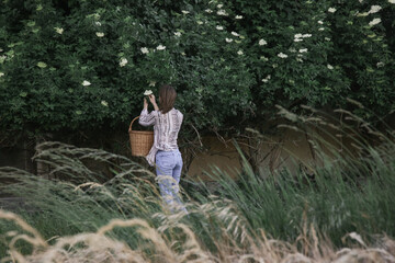 Naklejka na ściany i meble Woman harvesting elderflower in rural area.