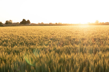 Italian cultivation field of wheat ceral at sunset