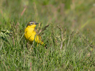 Schafstelze (Motacilla flava) im Gras